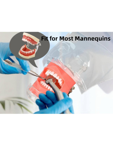 Modelo Dental Typodont ZITREOXN con 28 Dientes Removibles