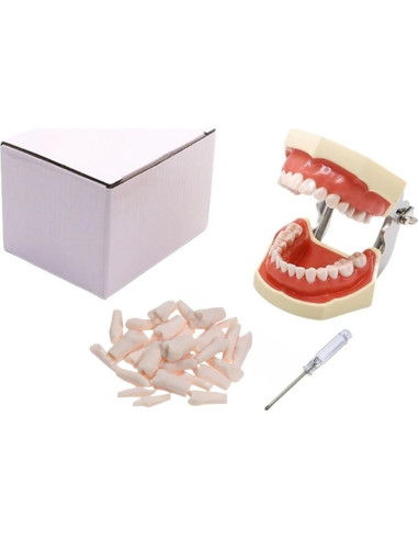 Modelo Dental Typodont ZITREOXN con 28 Dientes Removibles