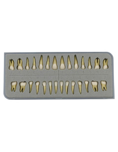 Modelo Dental Completo 28 Dientes Artificiales Xingxing