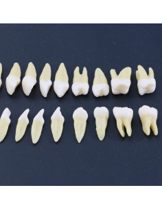 Modelo Dental Completo 28 Dientes Artificiales Xingxing 2
