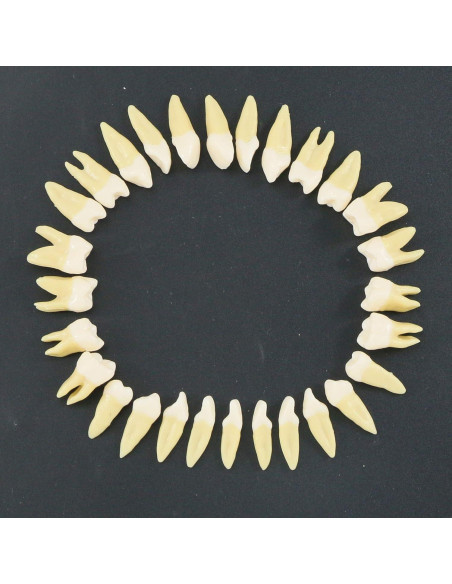 Modelo Dental Completo 28 Dientes Artificiales Xingxing