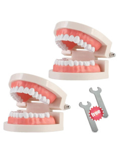 Paquete de 2 Modelos Dentales Typodont Adulto THINKPRICE