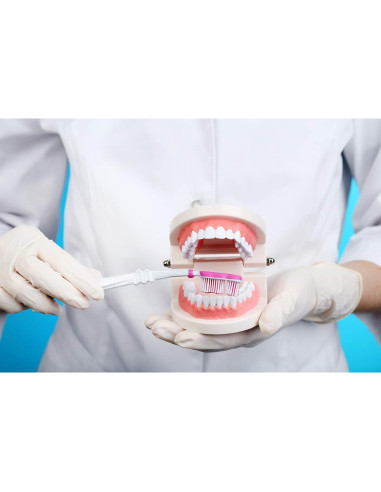 Paquete de 2 Modelos Dentales Typodont Adulto THINKPRICE