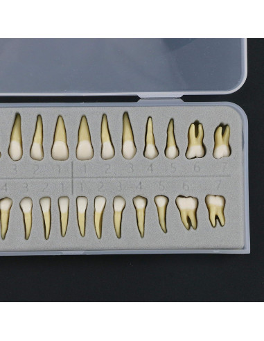 Modelo Dental Completo 28 Dientes Artificiales Xingxing