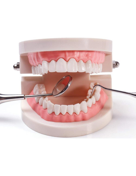Paquete de 2 Modelos Dentales Typodont Adulto THINKPRICE
