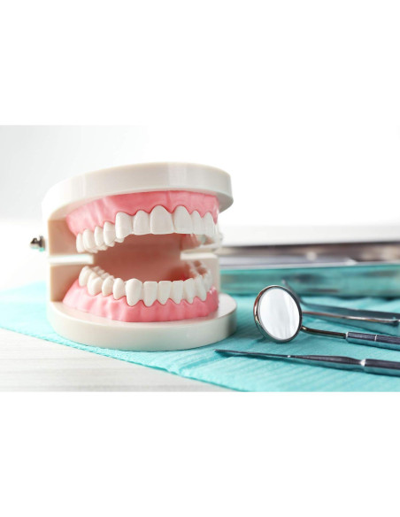 Paquete de 2 Modelos Dentales Typodont Adulto THINKPRICE