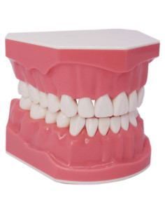Modelo Dental Typodont Smile1000 para Práctica de Cepillado 1:1