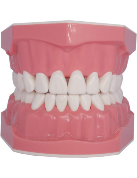 Modelo Dental Typodont Smile1000 para Práctica de Cepillado 1:1