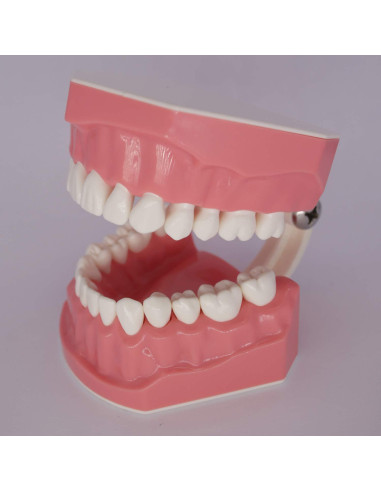 Modelo Dental Typodont Smile1000 para Práctica de Cepillado 1:1