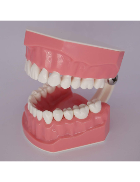 Modelo Dental Typodont Smile1000 para Práctica de Cepillado 1:1