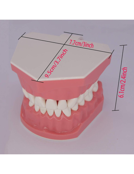 Modelo Dental Typodont Smile1000 para Práctica de Cepillado 1:1