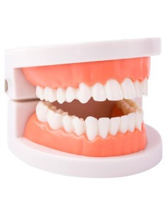 Modelo Dental de Dientes Estándar Ceonam 28 Dientes para Enseñanza