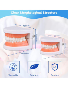 Modelo Dental de Dientes Estándar Ceonam 28 Dientes para Enseñanza 2