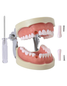 Modelo de Dientes Typodont Faruijie 32 Dientes Removibles