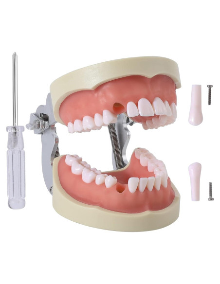 Modelo de Dientes Typodont Faruijie 32 Dientes Removibles