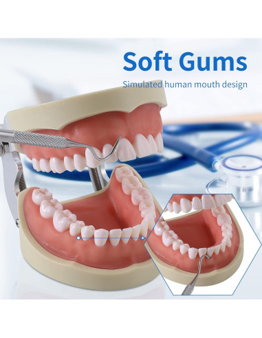 Modelo de Dientes Typodont Faruijie 32 Dientes Removibles