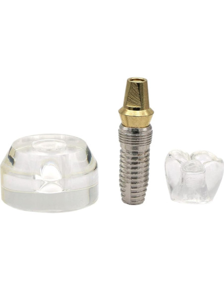 Modelo Dental de Implante XINGXING 2020-01 para Demostración