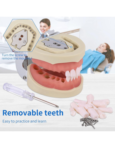 Modelo de Dientes Typodont Faruijie 32 Dientes Removibles