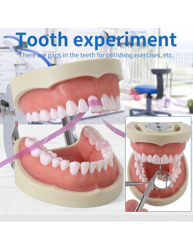 Modelo de Dientes Typodont Faruijie 32 Dientes Removibles
