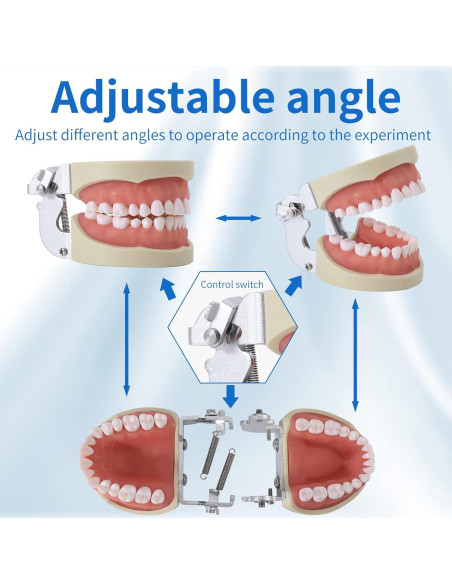Modelo de Dientes Typodont Faruijie 32 Dientes Removibles