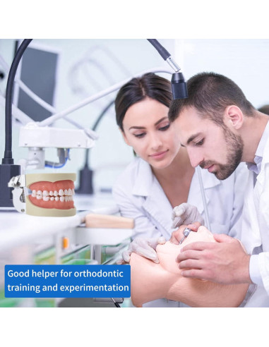 Modelo de Dientes Typodont Faruijie 32 Dientes Removibles