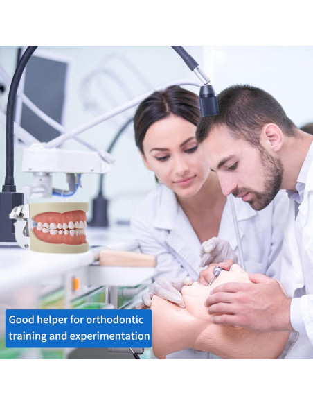 Modelo de Dientes Typodont Faruijie 32 Dientes Removibles