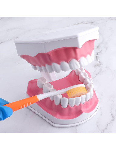 Modelo Dental Grande LVCHEN con Cepillo y Dientes Removibles