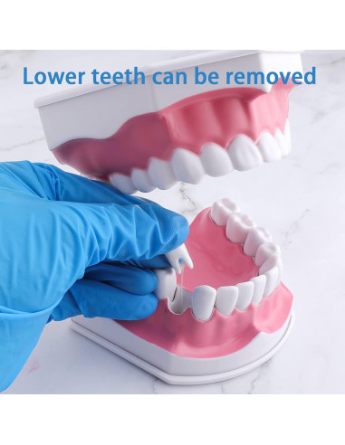 Modelo Dental Grande LVCHEN con Cepillo y Dientes Removibles