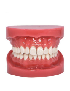 Modelo de Dientes Typodont Estándar Angzhili para Enseñanza