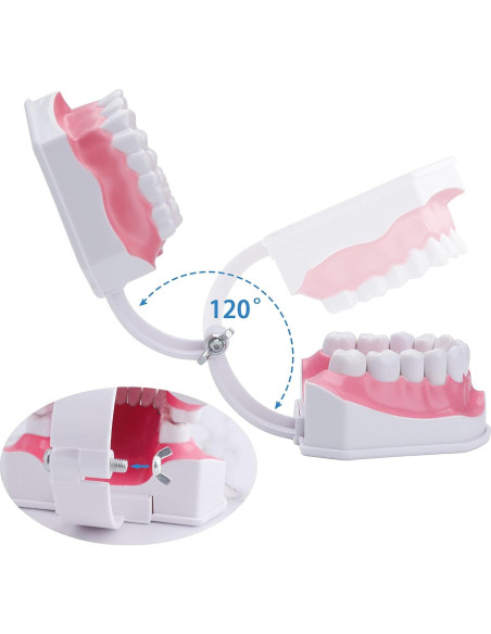 Modelo Dental Grande LVCHEN con Cepillo y Dientes Removibles