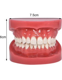 Modelo de Dientes Typodont Estándar Angzhili para Enseñanza 2