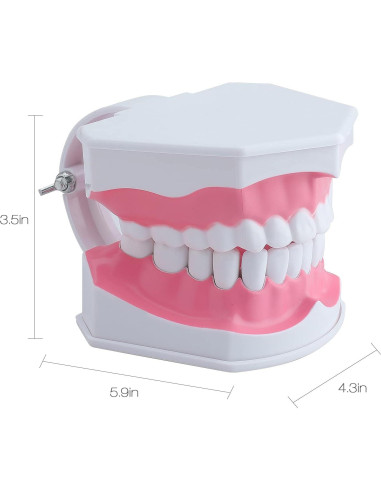 Modelo Dental Grande LVCHEN con Cepillo y Dientes Removibles