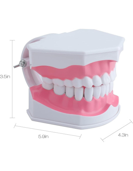 Modelo Dental Grande LVCHEN con Cepillo y Dientes Removibles