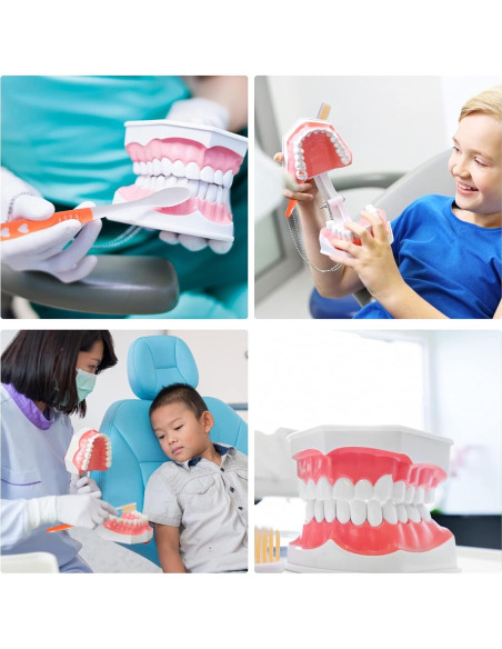 Modelo Dental Grande LVCHEN con Cepillo y Dientes Removibles