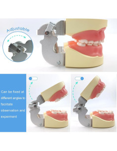 Modelo de Dientes Infantil MediTrainer con 24 Dientes Removibles 2