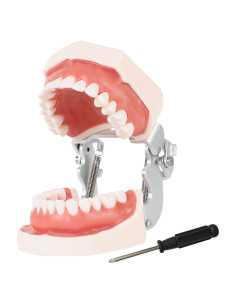 Modelo de Enseñanza Dental Ceonam con 28 Dientes Desmontables