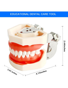 Modelo de Enseñanza Dental Ceonam con 28 Dientes Desmontables 2