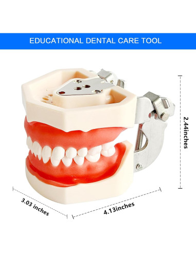 Modelo de Enseñanza Dental Ceonam con 28 Dientes Desmontables