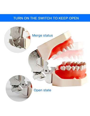 Modelo de Enseñanza Dental Ceonam con 28 Dientes Desmontables