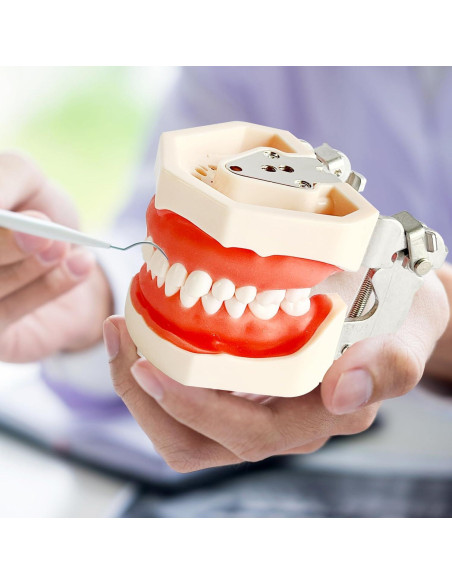Modelo de Enseñanza Dental Ceonam con 28 Dientes Desmontables