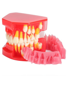 Modelo de Erupción Dental Faruijie - Dientes Deciduos y Permanentes