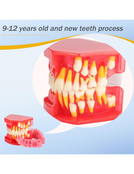 Modelo de Erupción Dental Faruijie - Dientes Deciduos y Permanentes