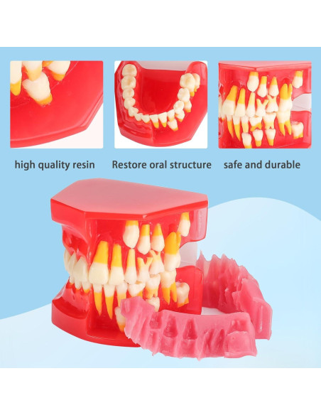 Modelo de Erupción Dental Faruijie - Dientes Deciduos y Permanentes