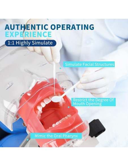 Cabeza de Maniquí Dental BUIFAC HYKTM-01 con 28 Dientes Removibles