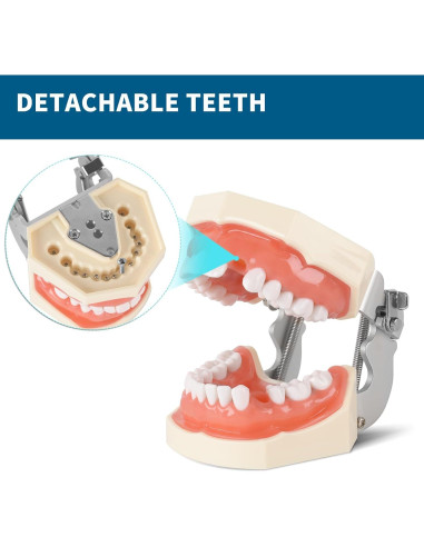 Cabeza de Maniquí Dental BUIFAC HYKTM-01 con 28 Dientes Removibles