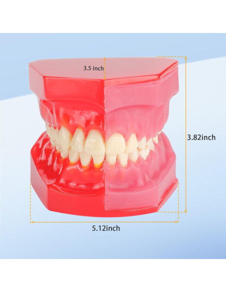 Modelo de Erupción Dental Faruijie - Dientes Deciduos y Permanentes