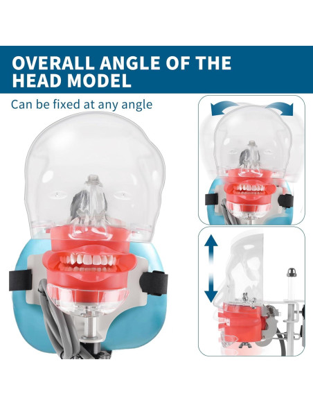 Cabeza de Maniquí Dental BUIFAC HYKTM-01 con 28 Dientes Removibles