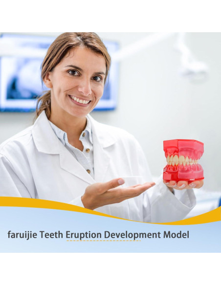 Modelo de Erupción Dental Faruijie - Dientes Deciduos y Permanentes