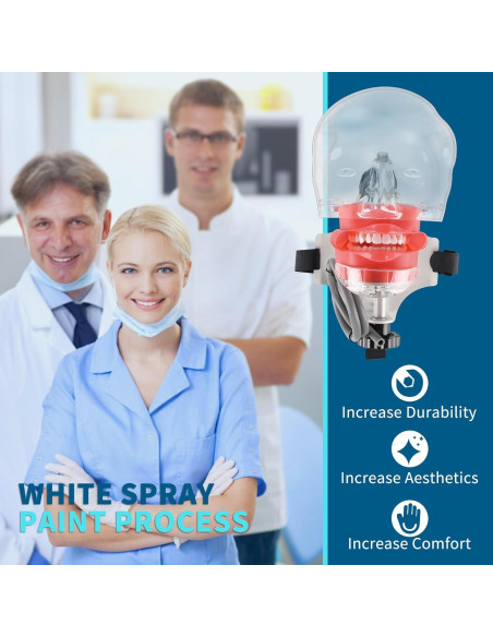 Cabeza de Maniquí Dental BUIFAC HYKTM-01 con 28 Dientes Removibles