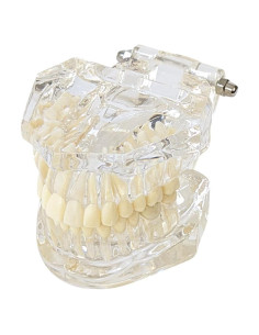 Modelo Dental de Mandíbula Clara Axis Scientific 6.99x9.27cm
